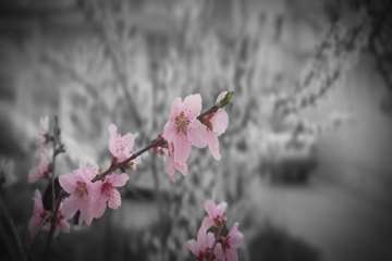 بهار دانشگاه 1399